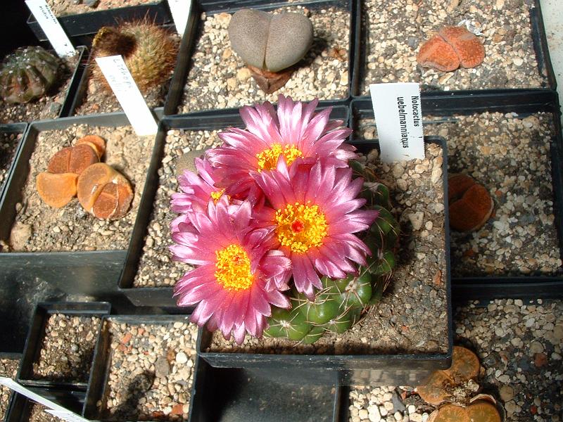 Notocactus uebelmannianus_1.JPG